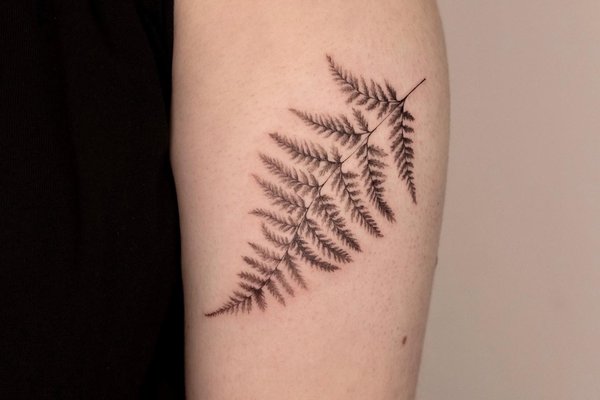 Fern tattoo